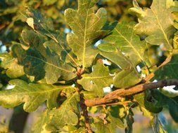 green leaves on an oak branch