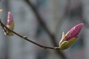 pink buds of magnolia on a branch