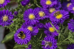 insects on bright blue garden flowers