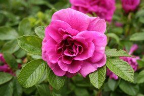 closeup photo of pink Briar flower