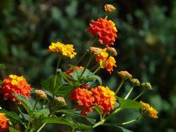 multicolored flowers lanthanum