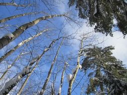 trees in winter forest