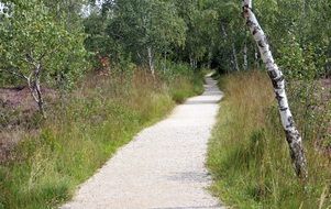 trail away in the nature