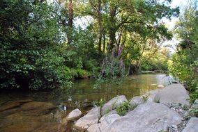 calm mountain river between trees