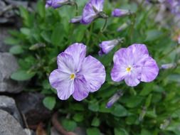 purple pansies in garden