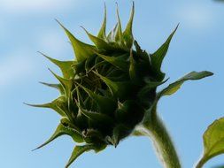 sun flower helianthus