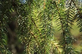 fir needles in sun light