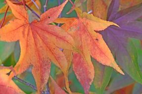 colorful autumn on the leaves