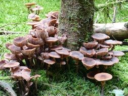 brown mushrooms around tree