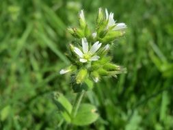 picture of the cerastium glomeratum
