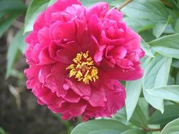 magnificent peony flower