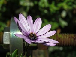 osteospermum in bright sun close up