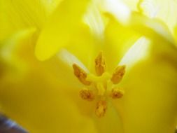 the pistil of a flower macro