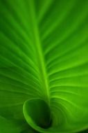 twisted leaf plants in Sri Lanka