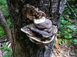 grey fungus on tree close-up