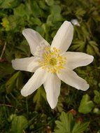 white anemone among green leaves