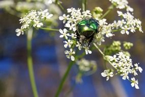 Green rose beetle on the blooming white flowers