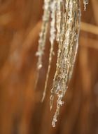frozen plant in nature