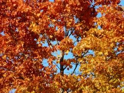 fall leaves of maple tree