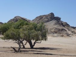tree mountain namibia landscape