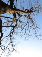 bottom view of a big tree against a clear blue sky