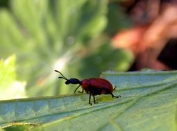 hazel leaf-roller on a green leaf