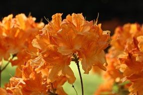 bright orange flower buds