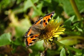 butterfly with colorful wings on dandelion