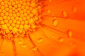 beautiful orange flower bloom