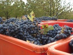 black grapes in red containers