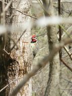 wild woodpecker on the tree trunk