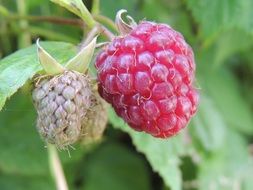 ripe and immature raspberries close-up on blurred background