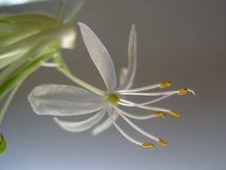 spider-plant bloom