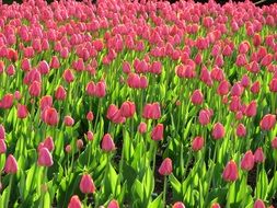 landscape of bed of pink tulips