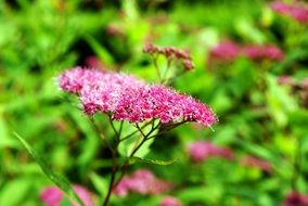 pink flowers on a blurry green meadow