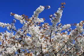 spring flowering trees