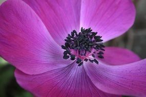 macro photo of violet flower in nature on blurred background