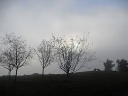silhouettes of trees in a sunny haze