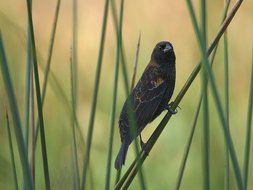 perched tiny bird in the grass