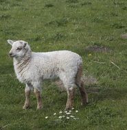 white lamb on meadow