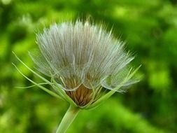 fluffy wild flower close up