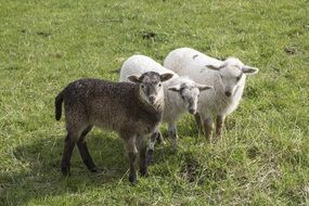 three sheep on pasture