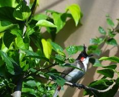 Beautiful and colorful bird perched on the bush with yellow and green leaves