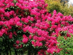 bush with red flowers in the garden