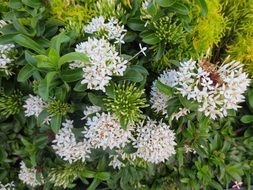 natural white flower in the garden