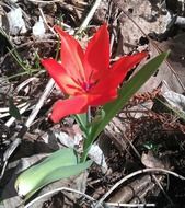 red star tulip on dry foliage