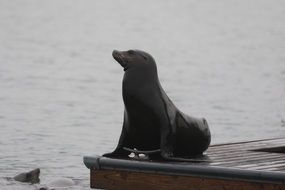 harbor seal