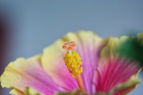 Orange hibiscus stamen