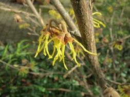 hamamelis virginiana is a wild plant