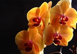 yellow orchid in the dark